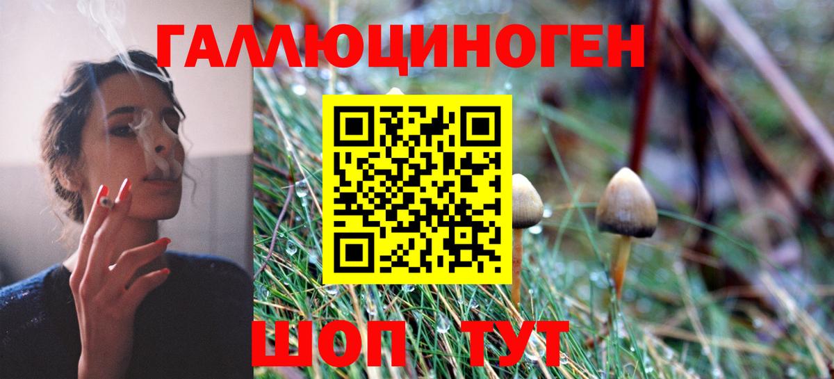 Галлюциногенные грибы Psilocybe  Вход с VPN  Заволжье 